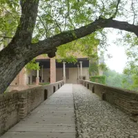 Ginkgos Monasterio de Yuste Rampa de subida al Palacio